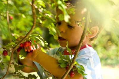 Quel arbre à feuilles caduques est armé d'épines?