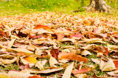 Feuillage dans le jardin