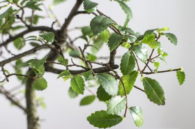 Que faire si le bonsaï troène perd ses feuilles