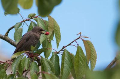 Des trous dans la terre du jardin - quel animal a-t-elle creusé?