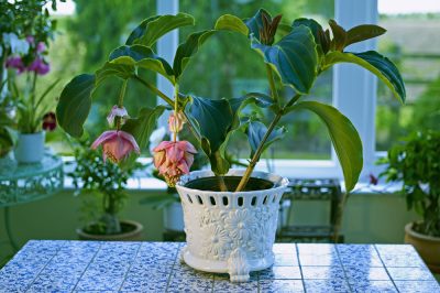 L'entretien de la Medinilla magnifica est très complexe