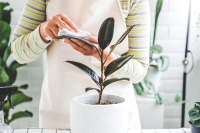 Contrôle l'oïdium sur les plantes d'intérieur