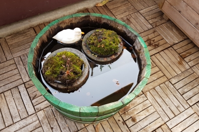 Adorable petite pièce d'eau: le mini-étang