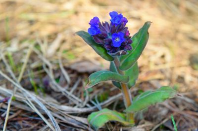 Remèdes naturels contre les tiques dans le jardin pour un contrôle écologique des tiques