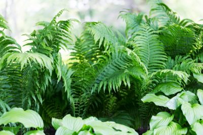 Jardiner à la fin de l'hiver: bien tailler les arbres fruitiers