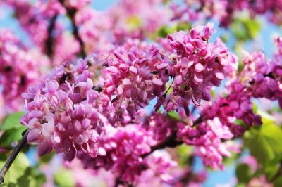 Quel arbre fruitier pousse également à l'ombre partielle?