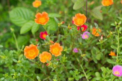 Quel arbre fruitier a des fleurs roses?