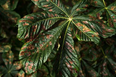 Quel arbre fruitier peut être planté à l'ombre?