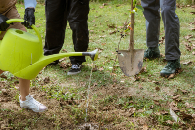 Quel est le meilleur moment pour tailler l'arbre fruitier?