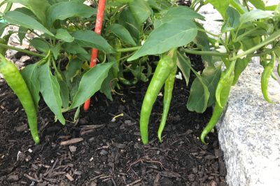 Les poivrons verts ont également un goût délicieux