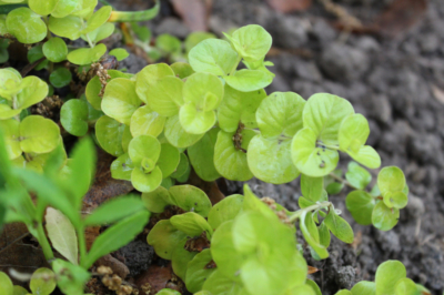 Propagation du pennywort - trois méthodes éprouvées