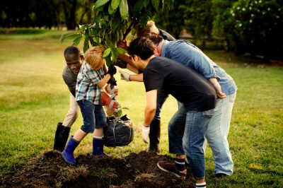 Automne ou printemps? Le meilleur moment pour planter des arbres