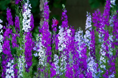 Variétés de phlox résistantes à l'oïdium