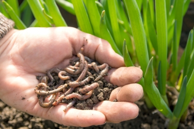 Attirez les vers de terre dans le jardin