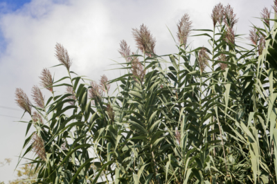 Planter des roseaux chinois géants et des astuces