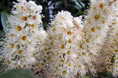 Hortensias paniculaires: soin et taille