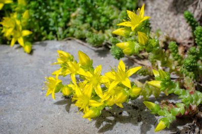 Un rêve en blanc - la floraison du robinier