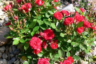 Roses dans le lit de pierre