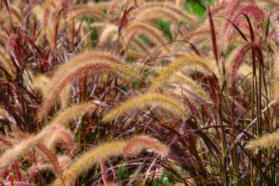 L'herbe nettoyante de la lampe rouge: de précieux conseils d'entretien