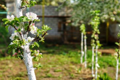 Que faire si la pomme en pilier ne fleurit pas Causes et contre-mesures