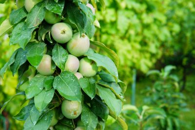 Fertiliser correctement les fruits de la colonne