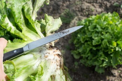 Variétés de piliers de prune pour le plaisir des fruits dans une petite zone