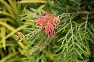 De la moisissure dans le pot de fleur