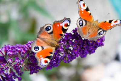 Attirer les papillons - les meilleurs conseils pour les jardiniers amateurs