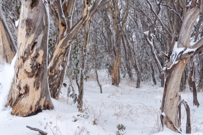 Cultivez vous-même un eucalyptus des neiges