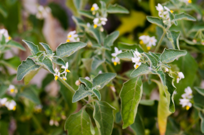 Reconnaître la floraison de la morelle noire