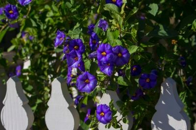 Solanum rantonnetii - soins exigeants pour la gentiane