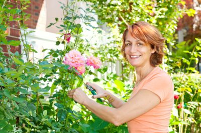 Quelles plantes de jardin sont les meilleures à combiner avec buddleia?