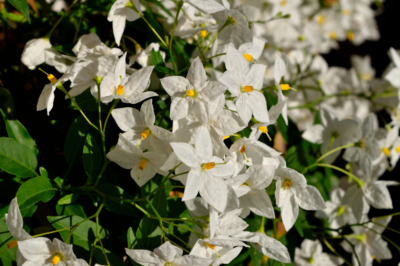 Prendre soin du jasmin d'été et des astuces