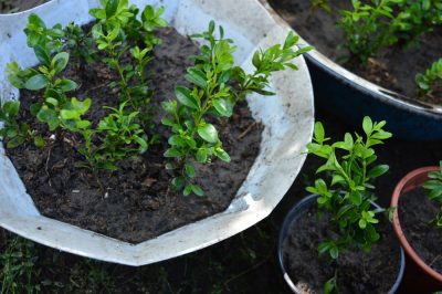 Jasmin d'été d'hiver et astuces