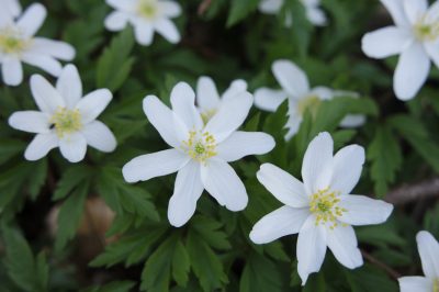 Plate-bande vivace à l'ombre: une sélection de plantes