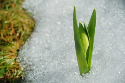 Vivaces au printemps - plantation et entretien