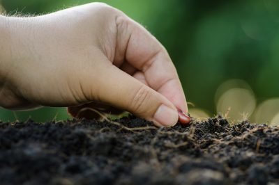 Vivaces en automne - plantation et entretien