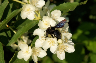 Arbustes utiles pour plus d'insectes et d'oiseaux dans le jardin