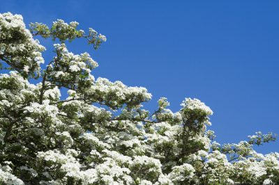 Voici comment fertiliser correctement les plantes succulentes pour en faire l'engrais idéal