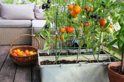 Voici à quel point le plant de tomate est efficace contre les moustiques