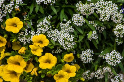 À quoi ressemble la fleur du tulipier?