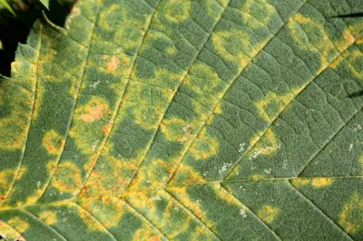 Reconnaître et traiter d'éventuelles maladies de l'orme