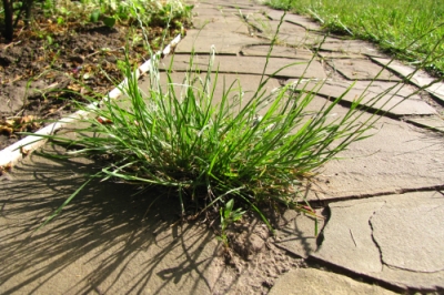 Moyen efficace d'éliminer définitivement les mauvaises herbes dans les joints de chaussée