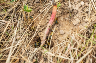 Giersch: C'est ainsi que vous vous débarrassez des mauvaises herbes