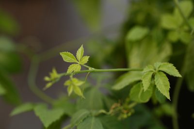 Prendre soin de l'herbe d'immortalité est facile