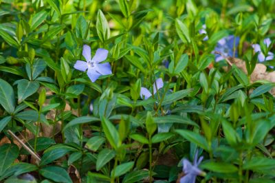 Verveine: plante et soin