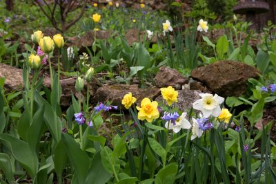 C'est donc vert et fleuri dans le jardin de devant côté sud