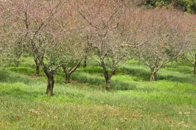 Récoltez différents types de délicieuses baies sauvages de votre propre jardin