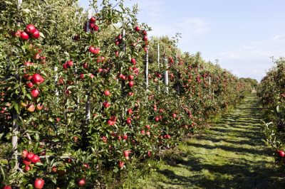 Qu'est-ce que les coccinelles aiment le plus manger?