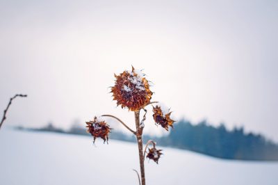 Que mangent les coccinelles?